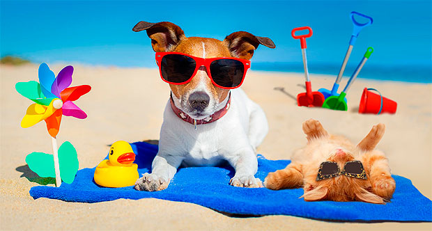 Toma estos resguardos y cuida a tu mascota del calor – Latinews